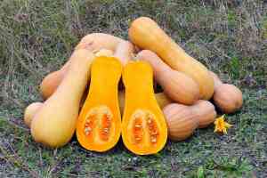 Zucca Butternut: Coltivazione, Benefici e Ricette di un'Ortaggio Dolce e Sostenibile